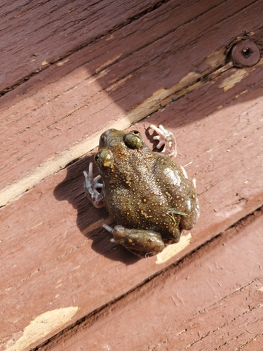 Plains Spadefoot