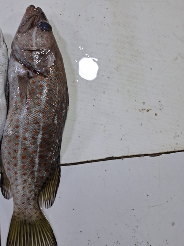 Anyperodon leucogrammicus