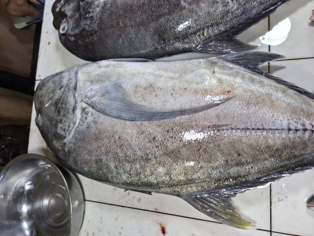 Giant Trevally