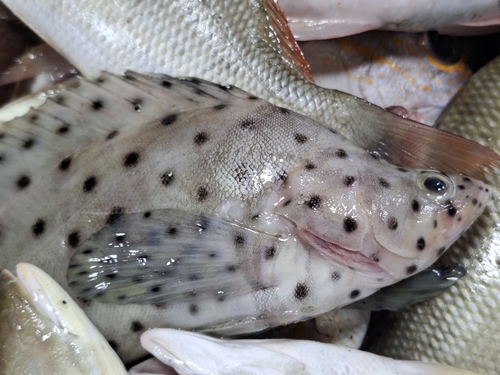 Chromileptes altivelis