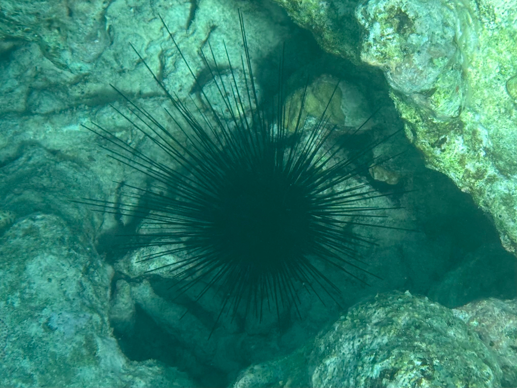 Long-Spined Sea Urchin