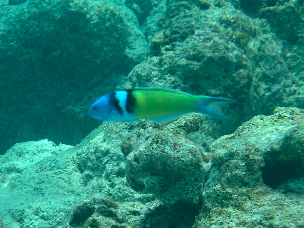 Bluehead Wrasse