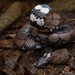 Cylindrophis maculatus - Photo (c) Chien Lee, כל הזכויות שמורות, הועלה על ידי Chien Lee