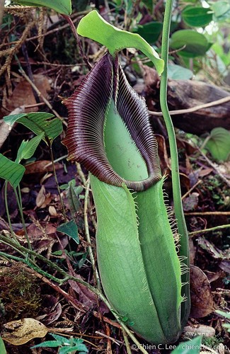 Nepenthes spathulata