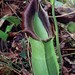 Nepenthes spathulata - Photo (c) Chien Lee, kaikki oikeudet pidätetään, lähettänyt Chien Lee
