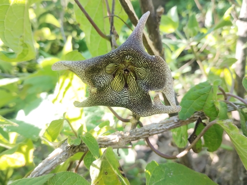 Pavón's milkvine