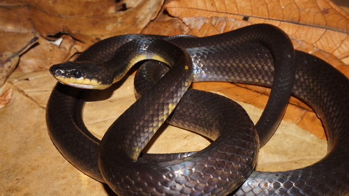 Muller's Wolf Snake