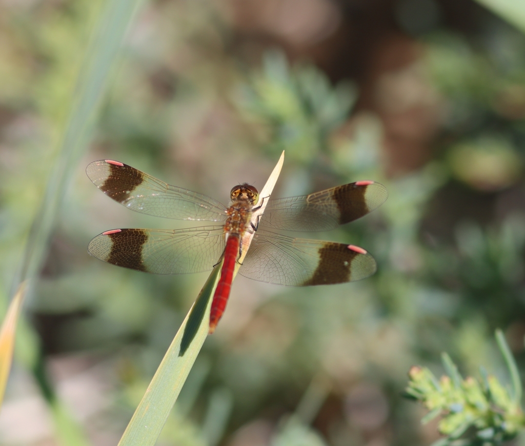 Banded Darter from Sevrei, Gobi Gurvansaikhan, MN-OG, MN on August 5 ...