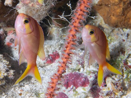 Pseudanthias calloura