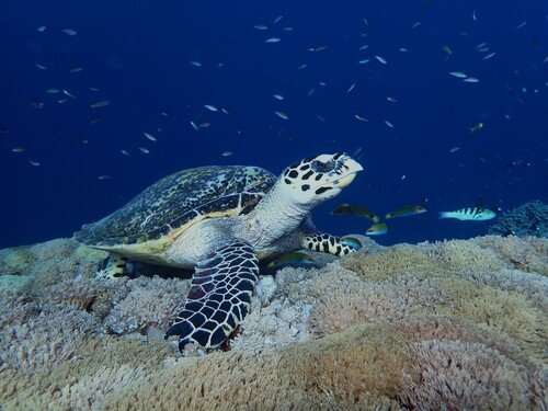 Hawksbill Sea Turtle — seen at this dive site