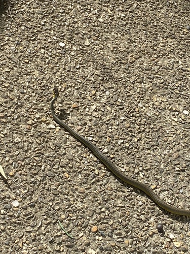Common Tree Snake sighting