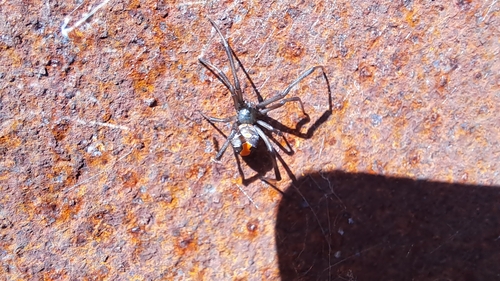 Redback Spider