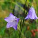 Common Harebell - Photo (c) priestlake, all rights reserved