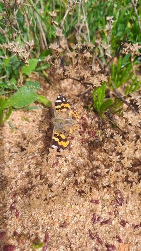 Australian Painted Lady
