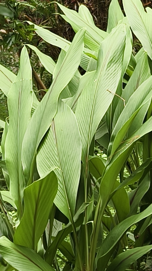 Curcuma phaeocaulis