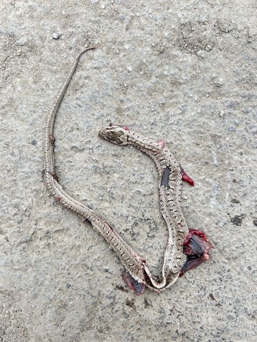 Steppe Ratsnake