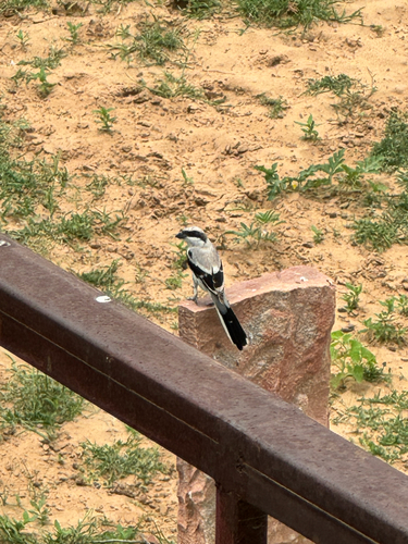 Great Gray Shrike