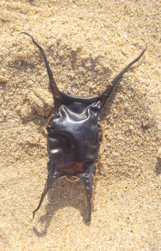 Raja undulata