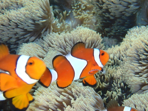 Amphiprion ocellaris