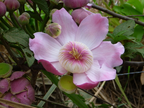 Gustavia dodsonii