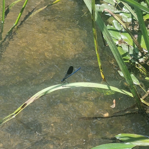 Banded Demoiselle