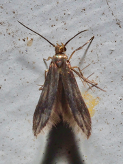 Schreckensteinia festaliella