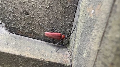 Stictoleptura dichroa