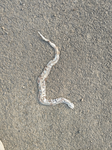 Chequered Keelback