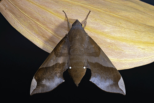 Pachylia syces