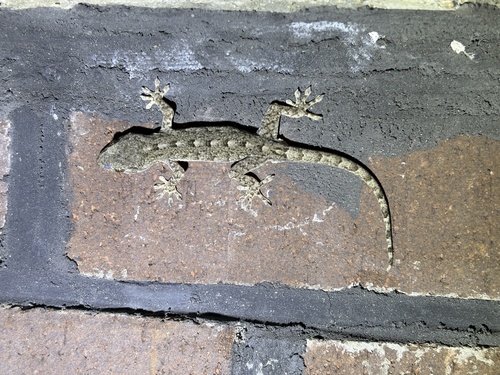 Peking Gecko