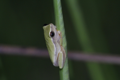 Dendropsophus jimi