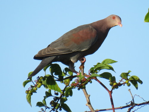 Red-billed Pigeon