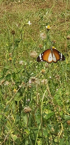 Plain Tiger Butterfly