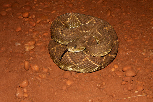 South American Rattlesnake