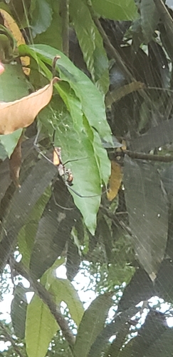 Hairy Golden Orb-weaving Spider