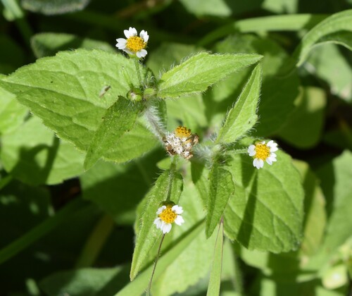Galinsoga quadriradiata Ruiz & Pav.
