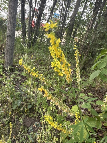 Yellow Sweetclover