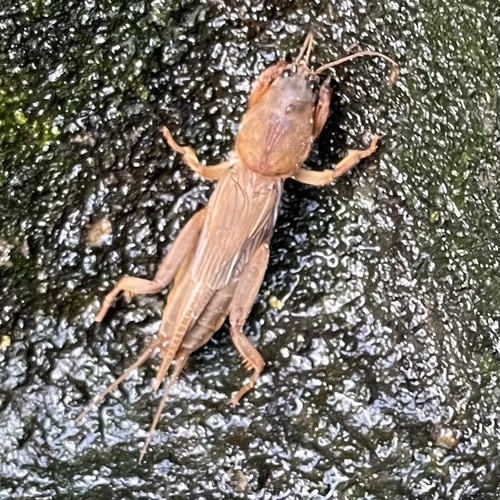 Oriental Mole Cricket