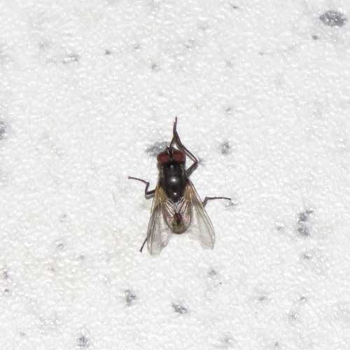 Common House Fly