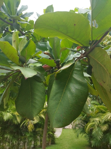 Sea Almond (Terminalia catappa)