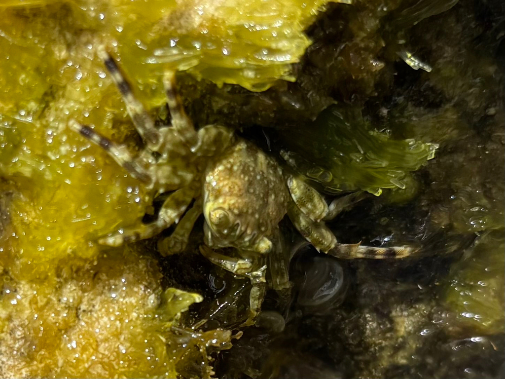 Tidal Spray Crab