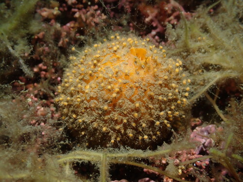 Tethya citrina