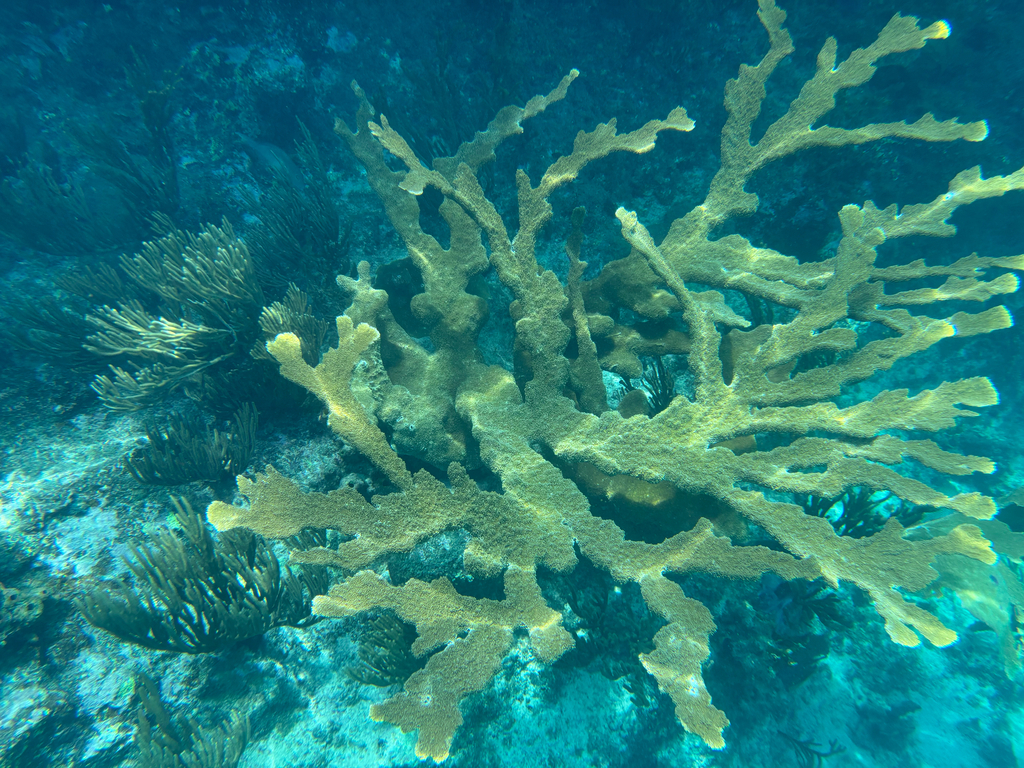 Elkhorn Coral