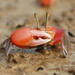 Rose Fiddler Crab - Photo (c) David Beadle, all rights reserved, uploaded by David Beadle