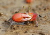 Rose Fiddler Crab - Photo (c) David Beadle, all rights reserved, uploaded by David Beadle