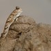 Periophthalmus gracilis - Photo (c) David Beadle, kaikki oikeudet pidätetään, lähettänyt David Beadle
