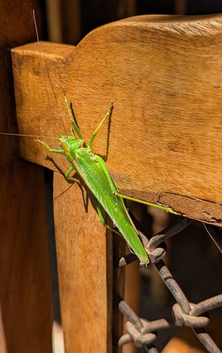 Great Green Bush-cricket