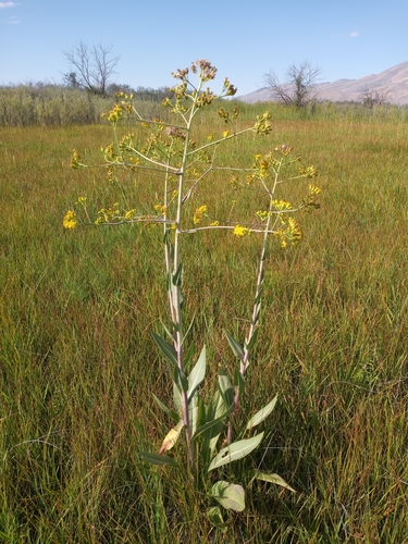 Alkali-marsh Butterweed