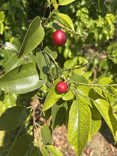 iNaturalist observation photo of Catalina Cherry