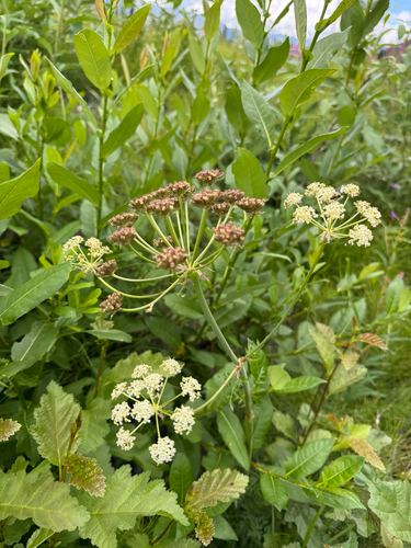 Jakutsk Snowparsley